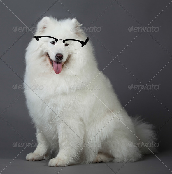 Samoyed dog wiht glasses
