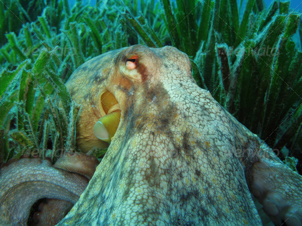 Octopus on Posidonia Oceanica - Stock Photo - Images
