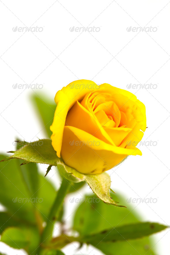 Yellow Rose Flowers White Background Klejonka Yellow Rose Flowers White Background Beautiful Flower Roseyellow