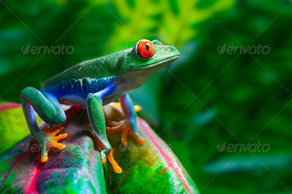 Red Eyed Tree Frog - Stock Photo - Images