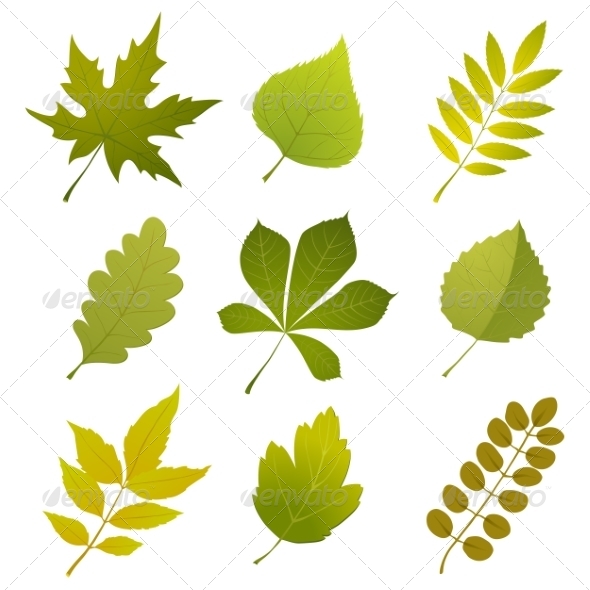 GraphicRiver Green Leaves 7565020 GraphicRiver Green Leaves 7565020