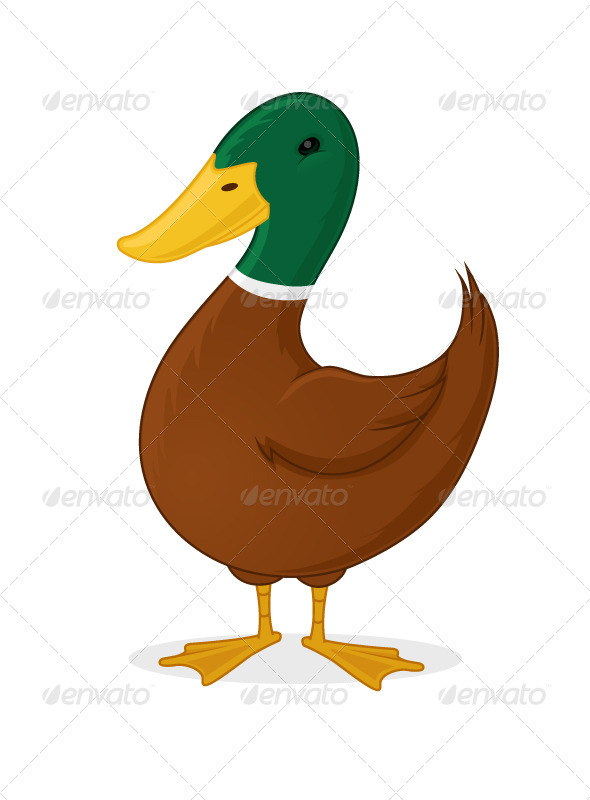 Duck (Animals)