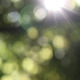 Nature Bokeh 01 Nature Bokeh 01 - VideoHive Item for Sale