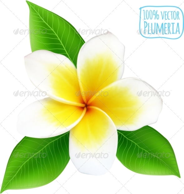 GraphicRiver Vector Realistic Isolated Plumeria Flower 7701518 GraphicRiver Vector Realistic Isolated Plumeria Flower 7701518