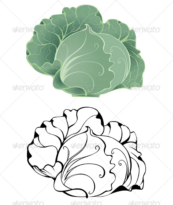 GraphicRiver Stylized Cabbage 7803706 GraphicRiver Stylized Cabbage 7803706
