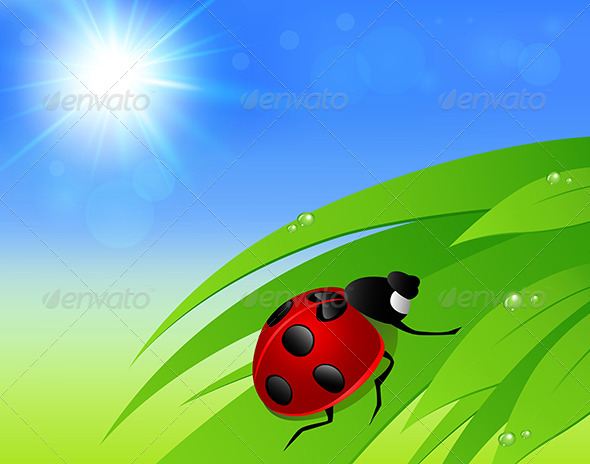 GraphicRiver Green Grass Sun and Ladybird 7880671 GraphicRiver Green Grass Sun and Ladybird 7880671