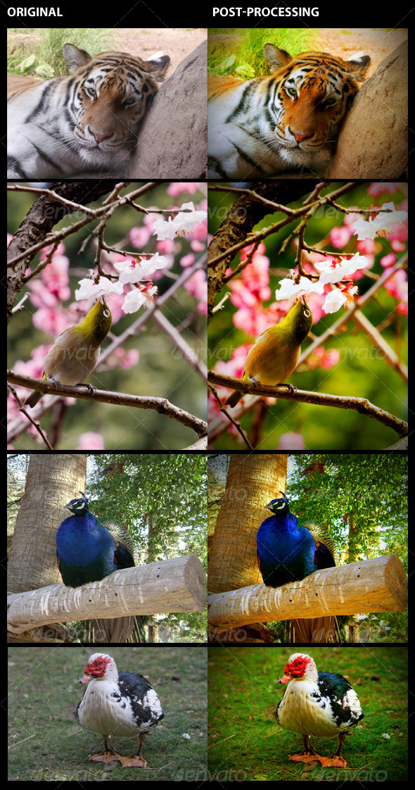 Nature Action Set - Photo Effects Actions