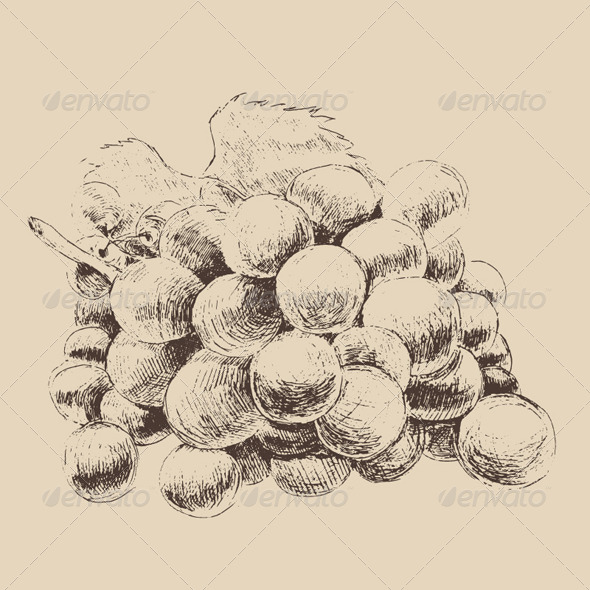 GraphicRiver Bunch of Grapes Vintage Illustration Engraved 7981057 GraphicRiver Bunch of Grapes Vintage Illustration Engraved 7981057