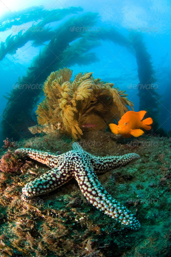Ocean reef scenery - Stock Photo - Images