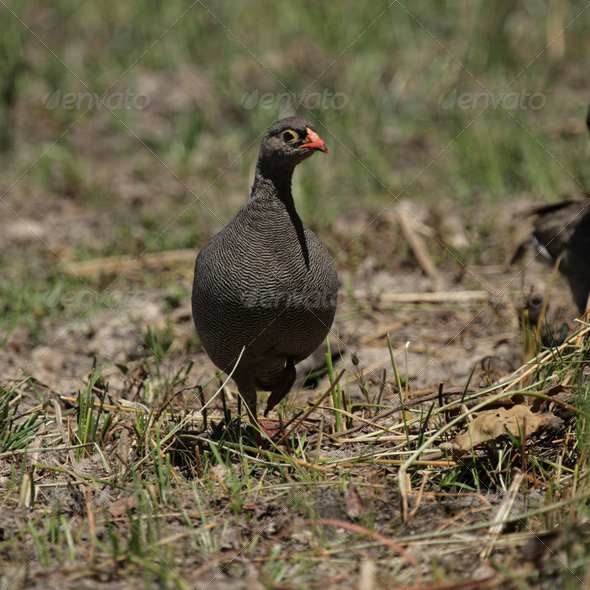 Red-billed Francolin (Pternistes adspersus) - Stock Photo - Images