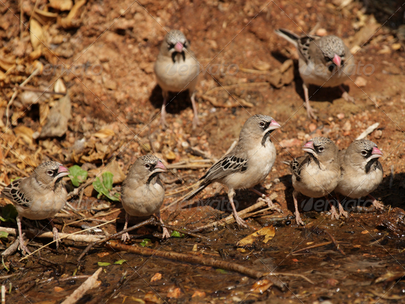 Scaly-feathered Finches (Sporopipes squamifrons) - Stock Photo - Images