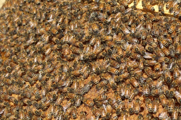 Beehive Group