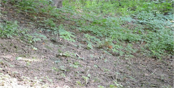 Squirrel 3 Squirrel 3