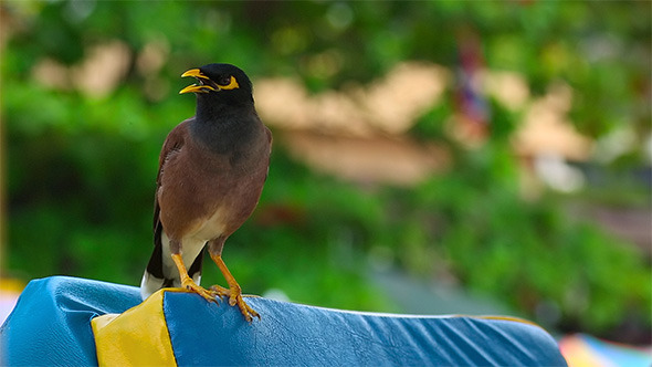 Common Myna Common Myna