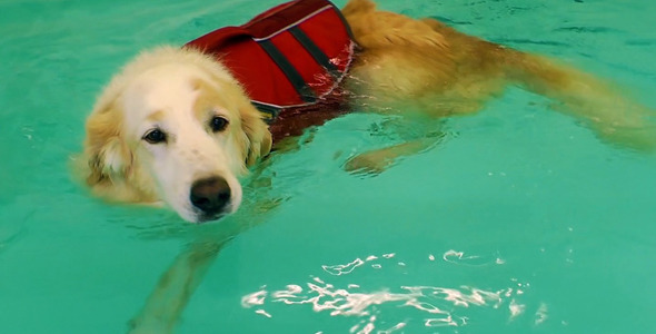 Dog is Swimming in the Swimming Pool Dog is Swimming in the Swimming Pool