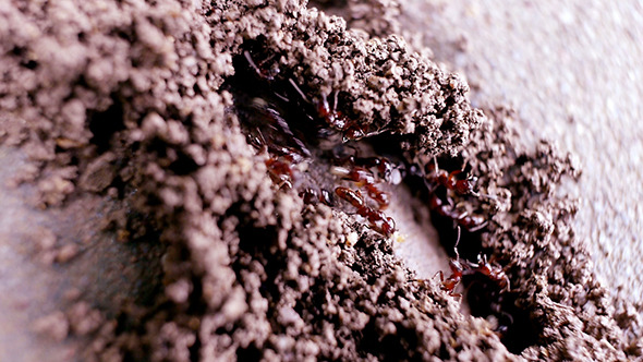 Ant Building Colony 01 Ant Building Colony 01