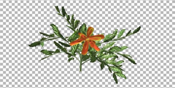 Flowers V 2 Flowers V 2