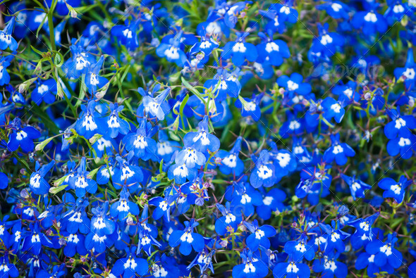 Small blue flowers (Misc) Photo Download