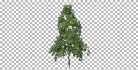 Birch V 5 Birch V 5