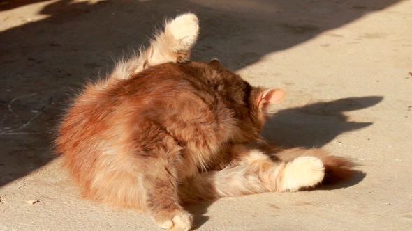 Cat Washes Close Up 4 Cat Washes Close Up 4