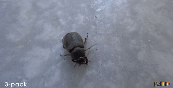 Small Insect 2 Small Insect 2