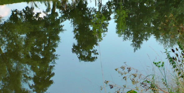 Tree Reflection on the River 3 Tree Reflection on the River 3