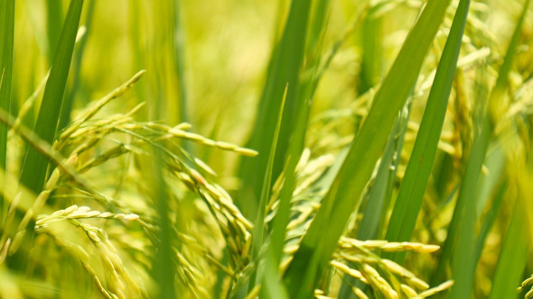 Paddy Rice Field Paddy Rice Field