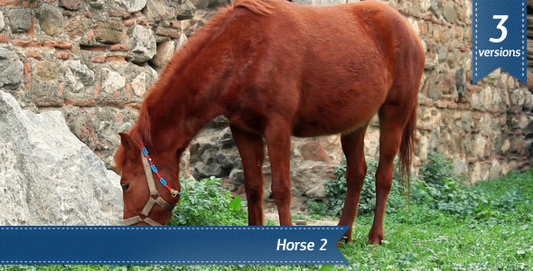 Horse Horse