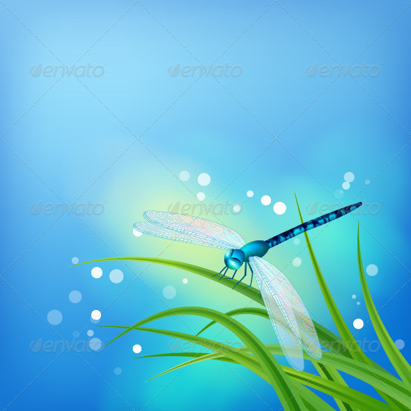 GraphicRiver Dragonfly on Grass Blade 8513853 GraphicRiver Dragonfly on Grass Blade 8513853