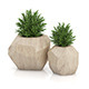 Two Plants in Modern Wooden Pots Two Plants in Modern Wooden Pots - 3DOcean Item for Sale