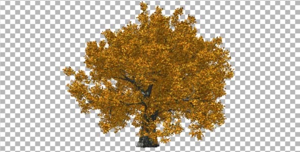 Oak Fall V1 Oak Fall V1