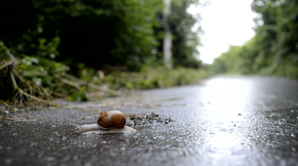 Snail Movement Snail Movement