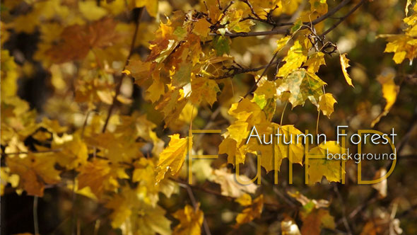 Autumn Maple Forest Autumn Maple Forest