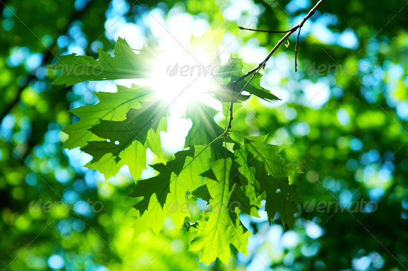 green leaves of maple with sunbeams on blue sky background (Misc) Photo Download