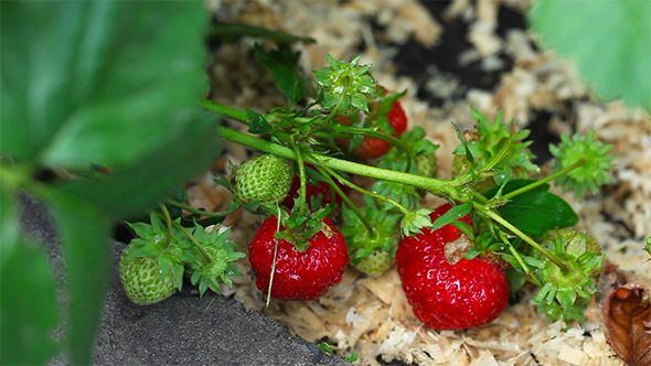 Strawberry Strawberry
