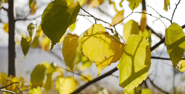 Autumn Leaves 2 Autumn Leaves 2