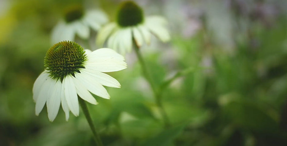 Romantic Swan Echinacea in the Garden Romantic Swan Echinacea in the Garden