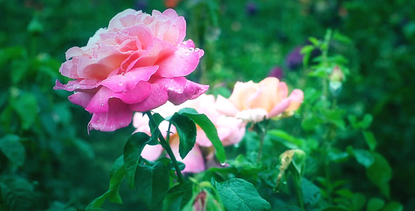 Pink Rose in the the Garden Pink Rose in the the Garden