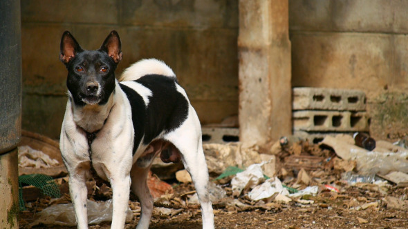 Dog On Garbage Pile Dog On Garbage Pile