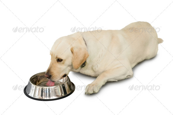 Cute labrador dog lying beside water bowl on white background (Misc) Photo Download