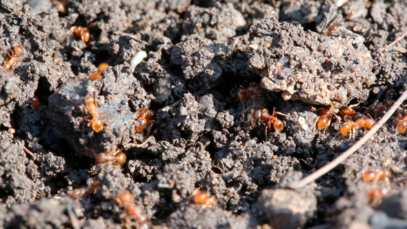 Ants Macro In Forest Ants Macro In Forest