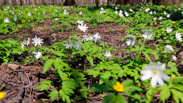 White Flowers Anemones In Forest White Flowers Anemones In Forest