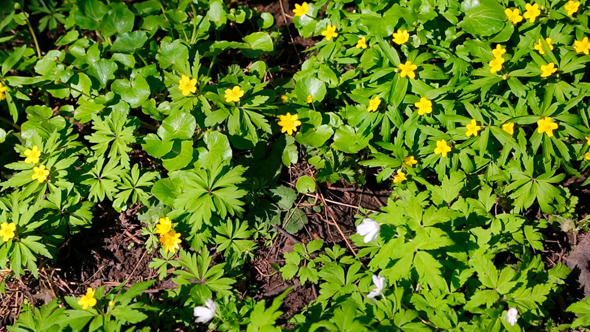 Flowers Anemones In Spring Wood Flowers Anemones In Spring Wood