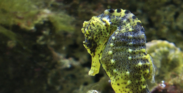 Seahorse Seahorse