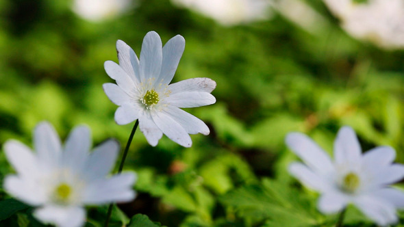 White Flowers Anemones White Flowers Anemones