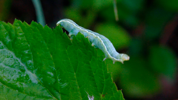 Green Caterpillar On Grass Green Caterpillar On Grass