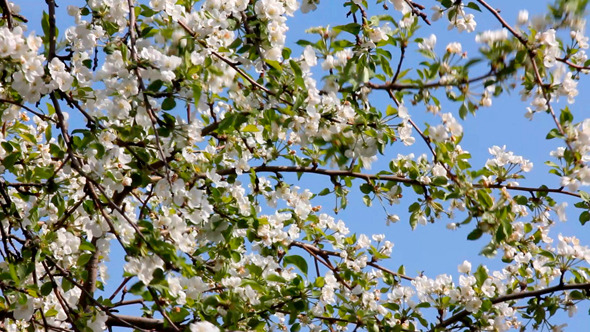 Apple Tree Branches Apple Tree Branches