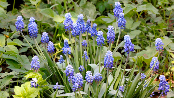 Muscari Flowers At Spring Muscari Flowers At Spring