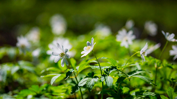 White Flowers Anemones In Spring Wood White Flowers Anemones In Spring Wood
