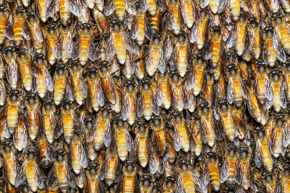 Texture of bee worker